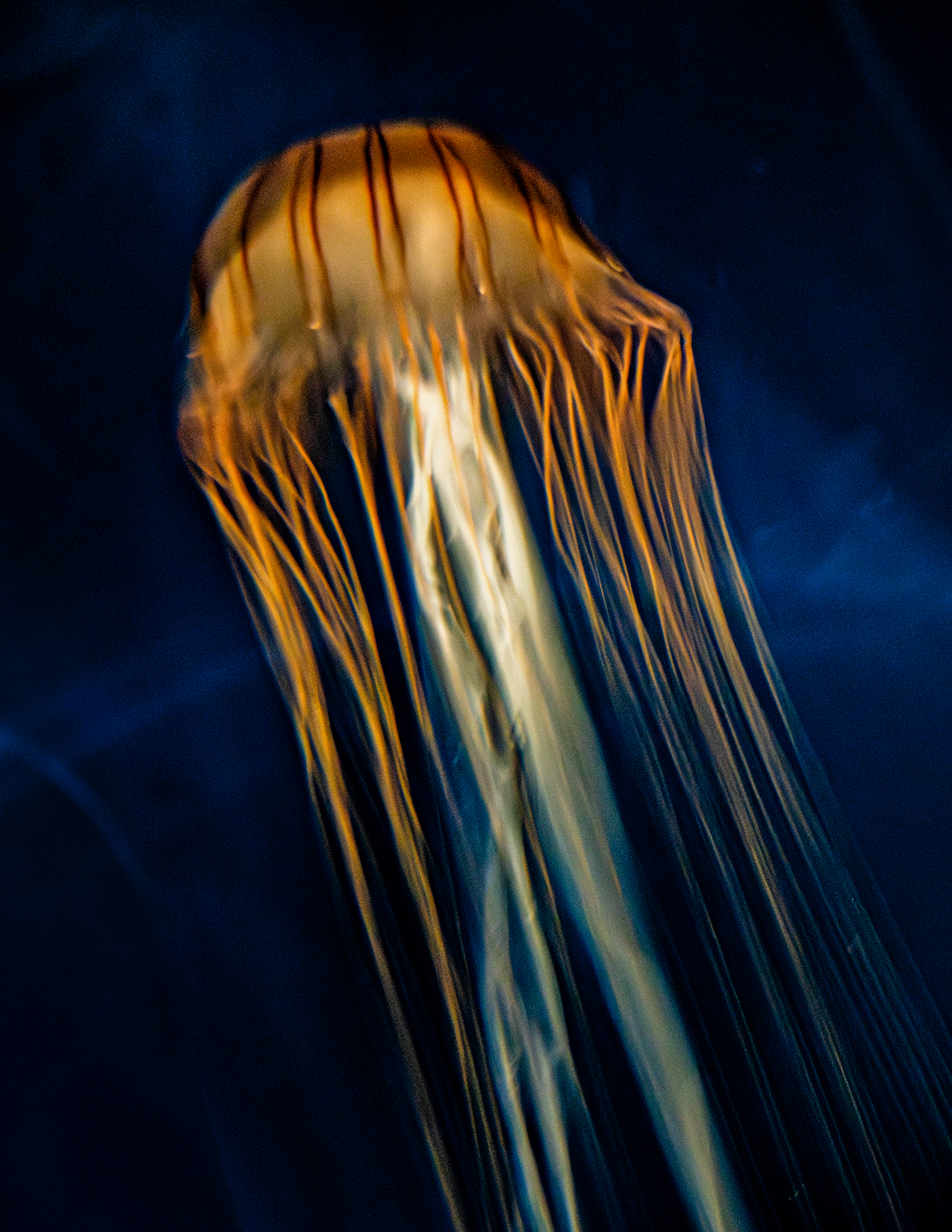 Golden jellyfish trailing long tendrils in a dark aquatic environment, from the Luminous Drift series
