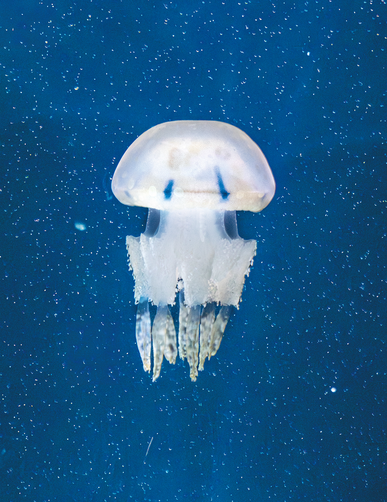 Ethereal white jellyfish floating in deep blue water, part of the Luminous Drift series by Ebis Hernandez