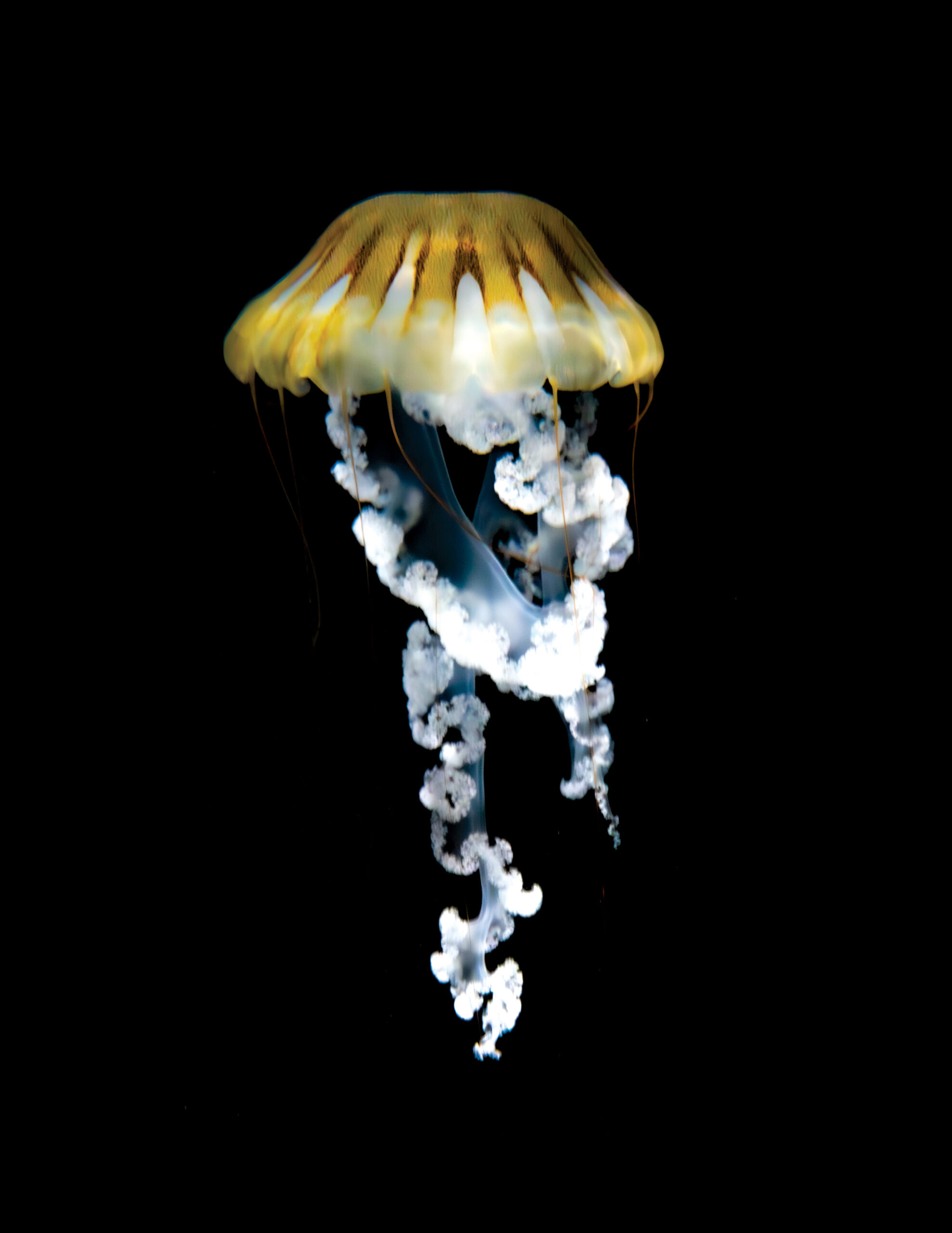 Jellyfish with soft trailing forms resembling smoke against a black background, part of the Luminous Drift series
